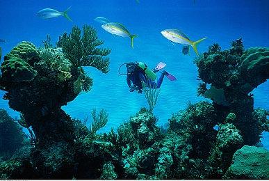 大葱甩起来！《泡泡糖忍战》联动初音未来预告发布